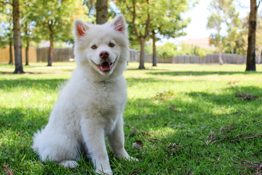 10 Simple Ways to Keep Your Dog Healthy | Portrait Nest