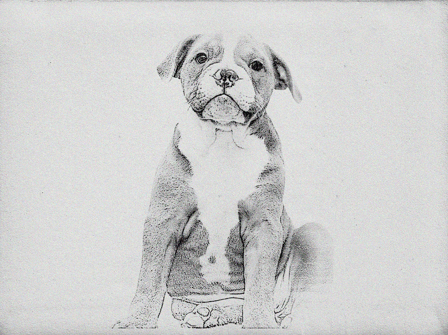 Pet Portraits